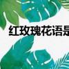 紅玫瑰花語是什么意思（紅玫瑰花語介紹）