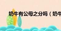 奶牛有公母之分嗎(奶牛分公母的嗎)