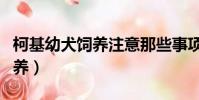 柯基幼犬飼養注意那些事項(柯基幼犬如何飼養)