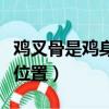 雞叉骨是雞身上哪塊骨頭（雞叉骨是雞的什么位置）