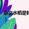 雜交水稻是轉基因嗎（雜交水稻是不是轉基因）