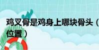 雞叉骨是雞身上哪塊骨頭(雞叉骨是雞的什么位置)