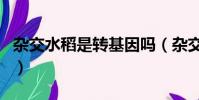 雜交水稻是轉基因嗎(雜交水稻是不是轉基因)