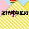怎樣燉草魚好吃又簡單（燉草魚簡單的做法）