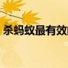 殺螞蟻最有效的方法（這個方法一定要試試）