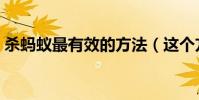 殺螞蟻最有效的方法(這個方法一定要試試)