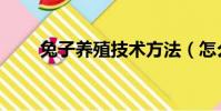 兔子養殖技術方法(怎么養殖兔子)