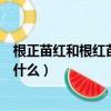 根正苗紅和根紅苗正的區別（根正苗紅和根紅苗正的區別是什么）