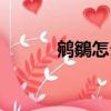 鹓鶵怎么讀（鹓鶵讀音和解釋）