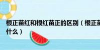 根正苗紅和根紅苗正的區別(根正苗紅和根紅苗正的區別是什么)