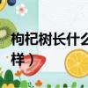 枸杞樹長什么樣子（枸杞樹長樣子長的是什么樣）