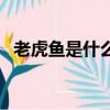 老虎魚是什么魚（關于什么是老虎魚介紹）