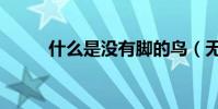 什么是沒有腳的鳥(無腳鳥介紹)