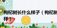 枸杞樹長什么樣子(枸杞樹長樣子長的是什么樣)
