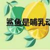 鯊魚是哺乳動物嗎（鯊魚是不是哺乳動物）