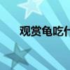 觀賞龜吃什么（觀賞龜的食物是什么）