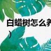 白蠟樹怎么養（白蠟樹的養殖方法及注意事項）