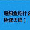 塘鲺魚吃什么可以快速大（塘鲺魚吃肉類可以快速大嗎）
