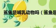 鯊魚是哺乳動物嗎(鯊魚是不是哺乳動物)