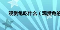 觀賞龜吃什么(觀賞龜的食物是什么)