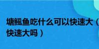 塘鲺魚吃什么可以快速大(塘鲺魚吃肉類可以快速大嗎)