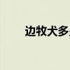 邊牧犬多少錢一只（邊牧犬的價格）