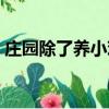莊園除了養小雞還可以做什么（莊園怎么玩）