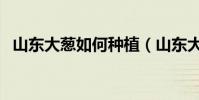 山東大蔥如何種植(山東大蔥的種植方法)