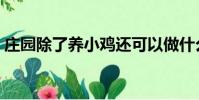 莊園除了養小雞還可以做什么(莊園怎么玩)
