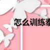 怎么訓練泰迪犬（泰迪犬的訓練方法）