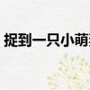 捉到一只小萌妻（關于捉到一只小萌妻簡介）