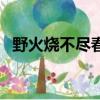 野火燒不盡春風吹又生的作者（了解一下）