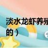 淡水龍蝦養殖方法（淡水龍蝦養殖方法是怎樣的）
