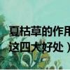 夏枯草的作用的功效是什么（一起來了解一下這四大好處）