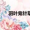 羽葉鬼針草是什么（什么羽葉鬼針草）