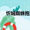 忻城蜘蛛抱蛋（關于忻城蜘蛛抱蛋介紹）