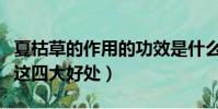 夏枯草的作用的功效是什么(一起來了解一下這四大好處)