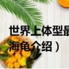 世界上體型最大的海龜是（世界上體型最大的海龜介紹）