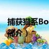 捕獲貓系Boss一只（關于捕獲貓系Boss一只簡介）