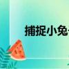 捕捉小兔子（關于捕捉小兔子簡介）
