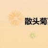 散頭菊蒿（關于散頭菊蒿簡介）