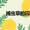 捕蟲草的囚犯（關于捕蟲草的囚犯簡介）