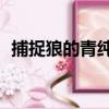 捕捉狼的青純1（關于捕捉狼的青純1簡介）