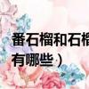番石榴和石榴有什么區別（番石榴和石榴區別有哪些）