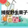 捕捉野生栗子頭（關于捕捉野生栗子頭簡介）
