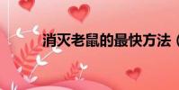 消滅老鼠的最快方法(5種方法)