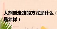 大熊貓走路的方式是什么(大熊貓走路的方式是怎樣)