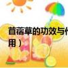 苜蓿草的功效與作用及食用方法（苜蓿草的好處以及怎么食用）