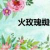 火玫瑰蜘蛛怎么養（需要注意什么）