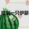 撿到一只伊瑟拉（關于撿到一只伊瑟拉簡介）